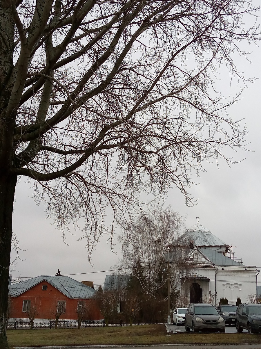 Тополь у храма Николы Гостиного в Коломне. Фото Алены Селивановой
