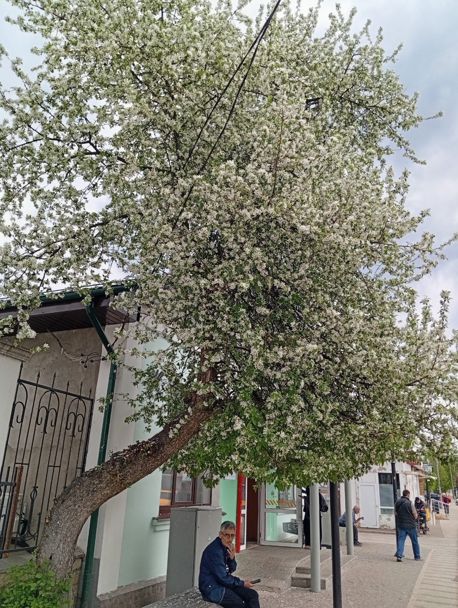 Звенигородские сирени