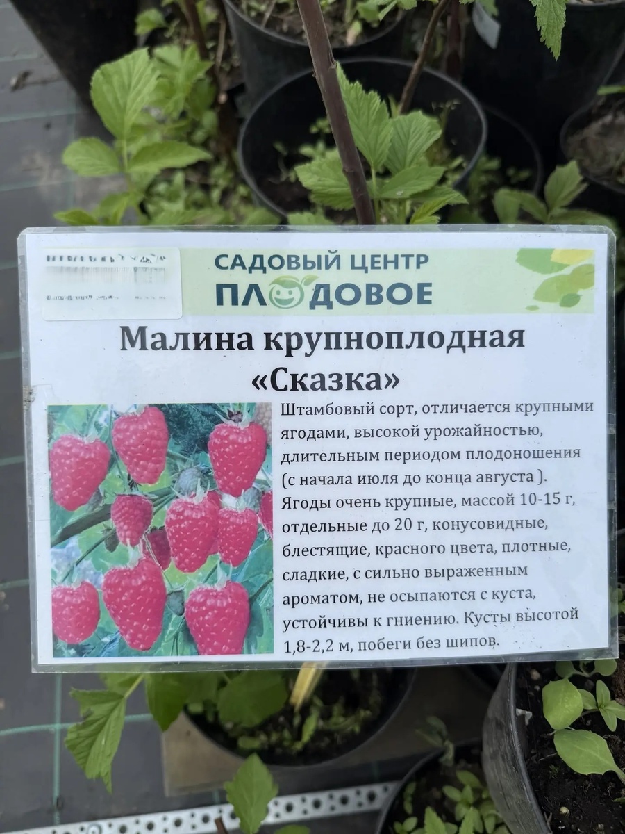 Фото из садового центра