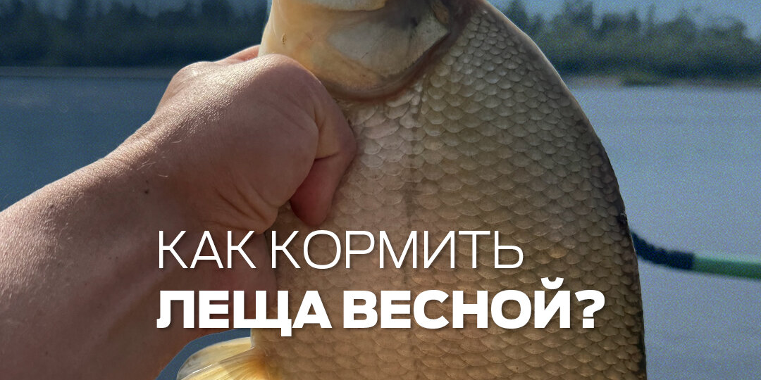 Как прикармливать леща весной
