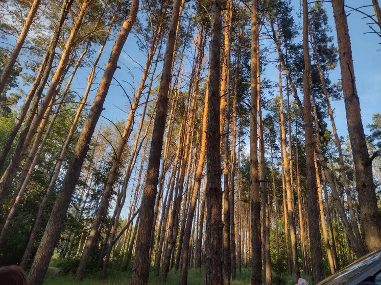     МК Тамбов