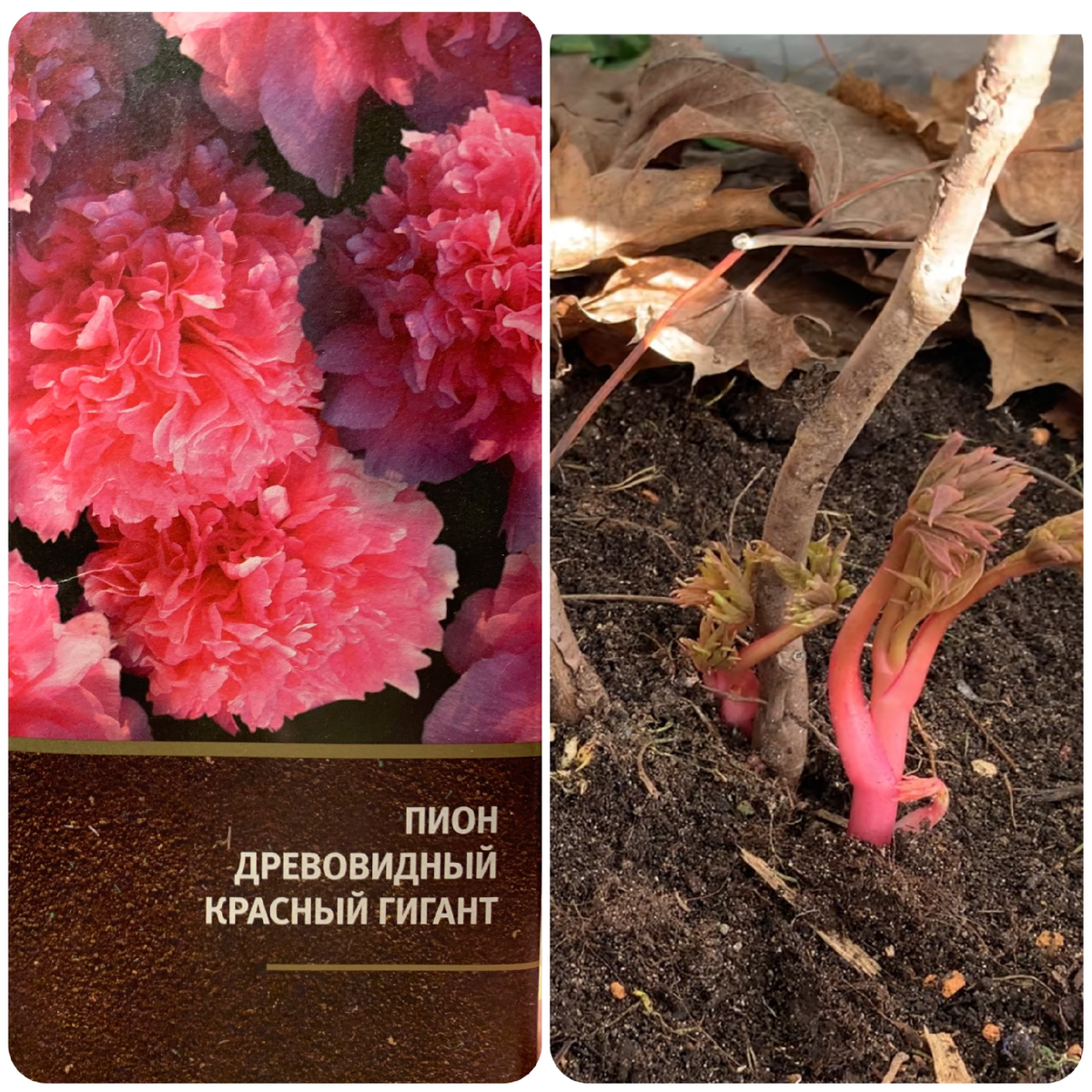 древовидный пион при покупке в коробке