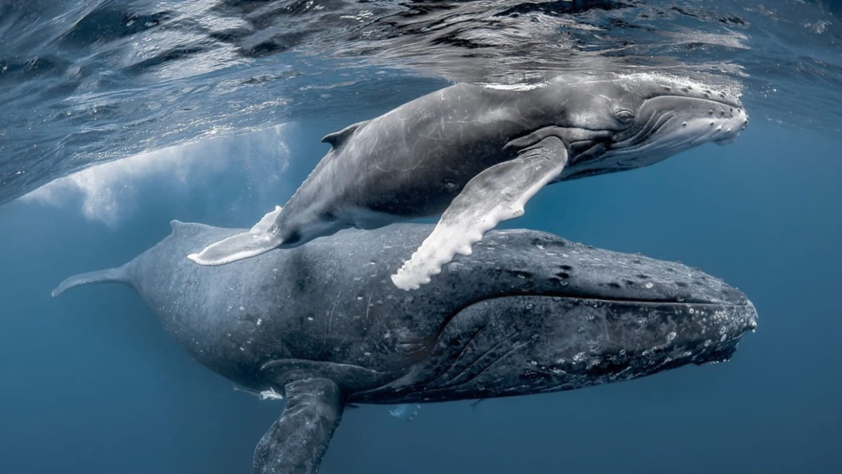 Самка горбатого кита с детенышем. Источник: animals.pibig.info