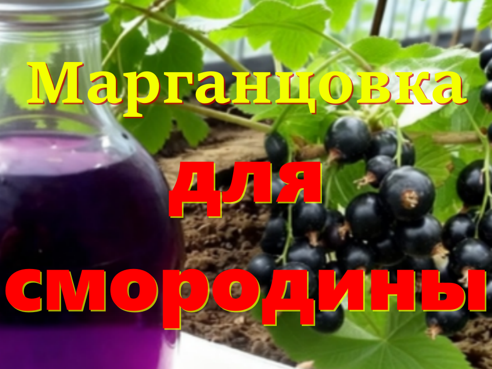 Марганцовка для смородины