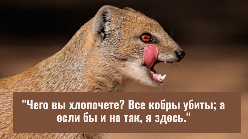 Фото мангуста - из интернета. Фраза - из рассказа "Рикки-Тикки-Тави".