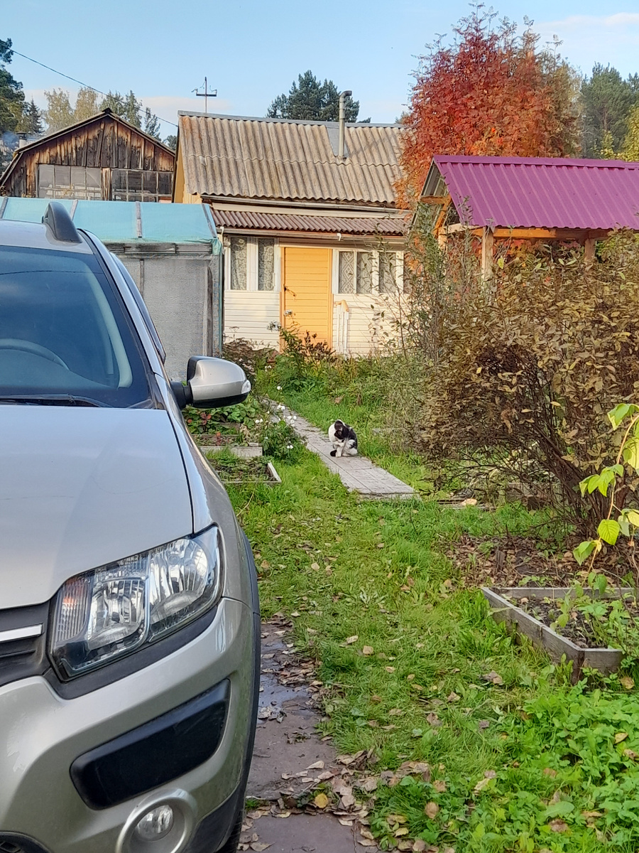 Фото автора.  За теплицей виден дом соседа