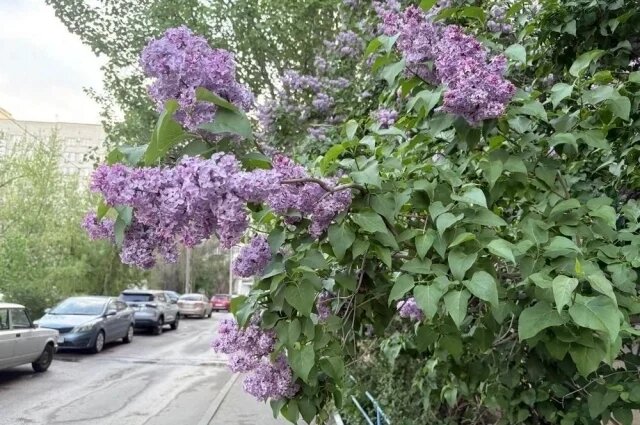    Почему не стоит приносить сирень домой?