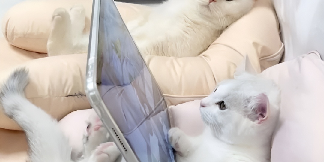 Мемы с котиками для отличного настроения: 15 смешных фото про кошачий сон и доверие