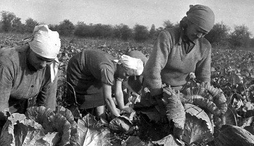 Уборка капусты в колхозе