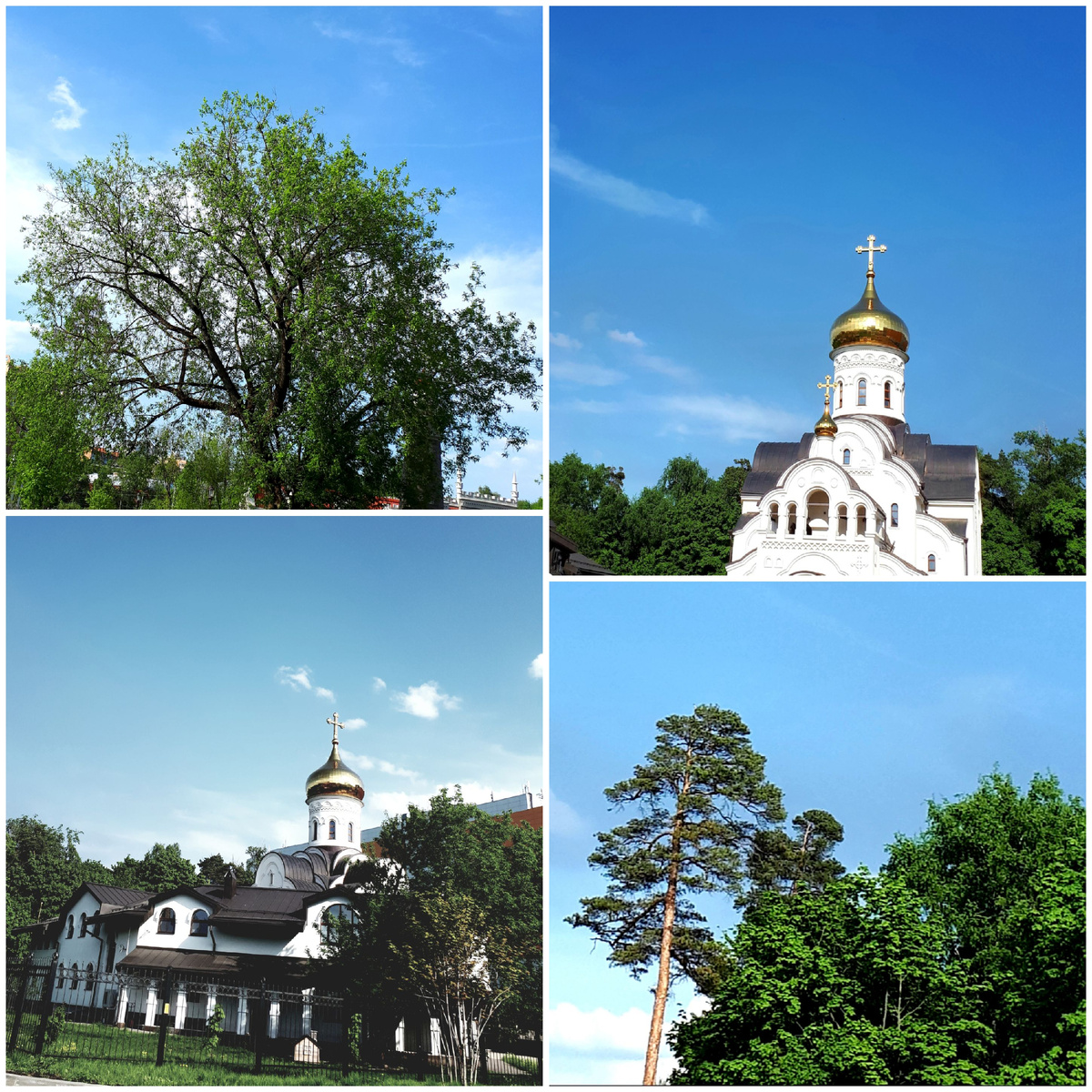 Коллаж автора 17.05.2026г.