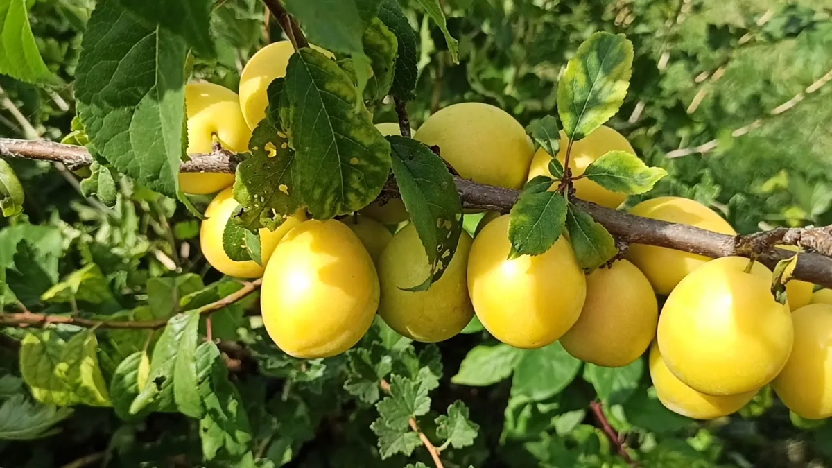 Слива (алыча) Сонейка. Источник фото: https://mir-rast.ru/plodovye/plodovye-derevja/alycha/alycha-soneyka/