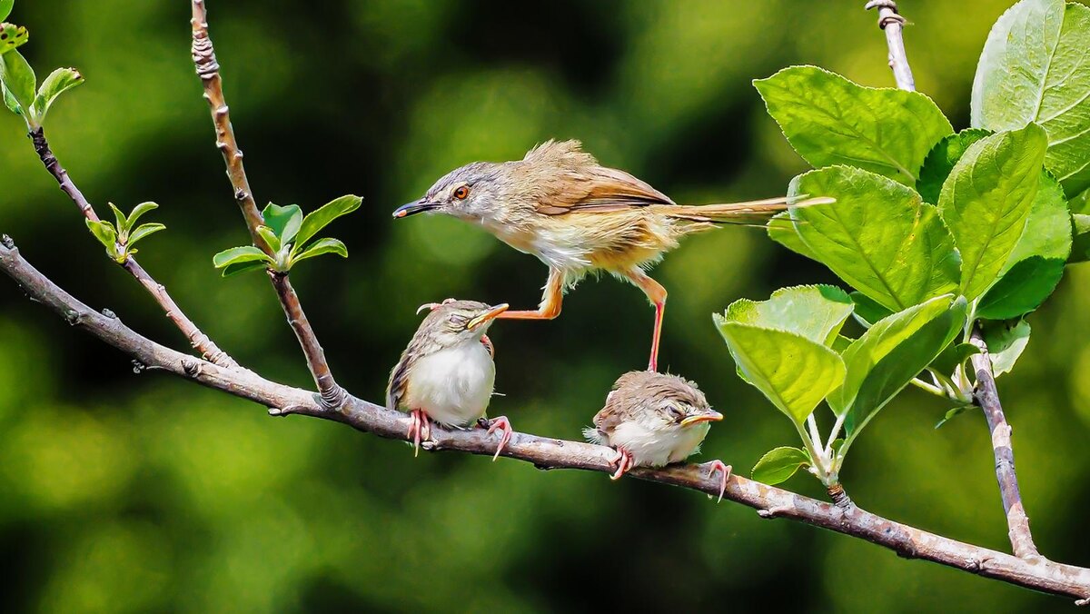WEI CHIN HO (Тайвань), Золотая медаль FIAP, Bird/Птица