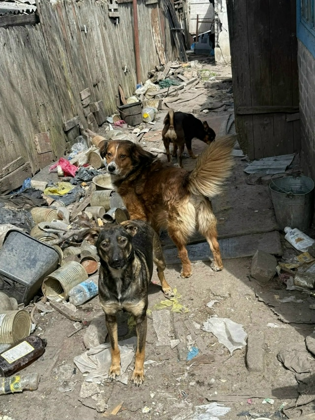 Присмотрите себе друга