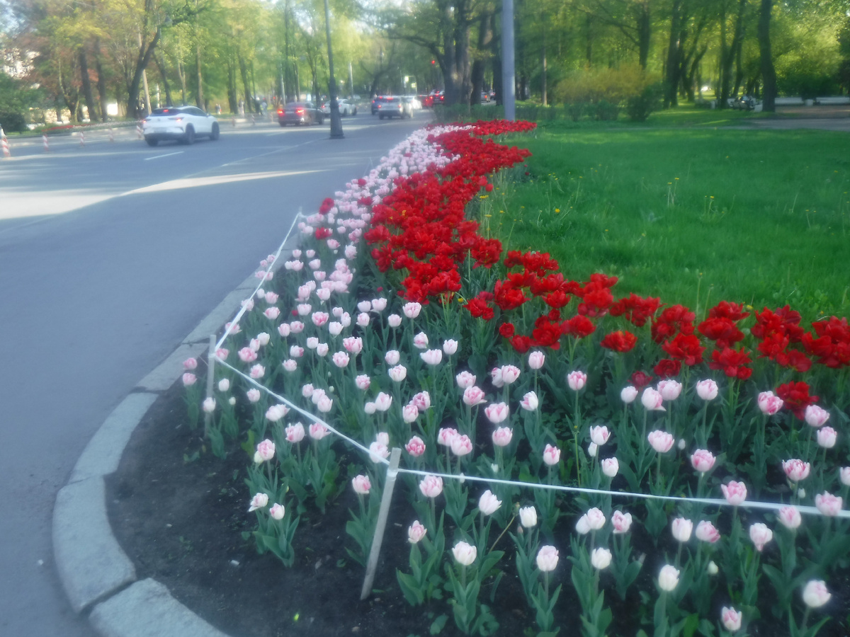 Тюльпаны 