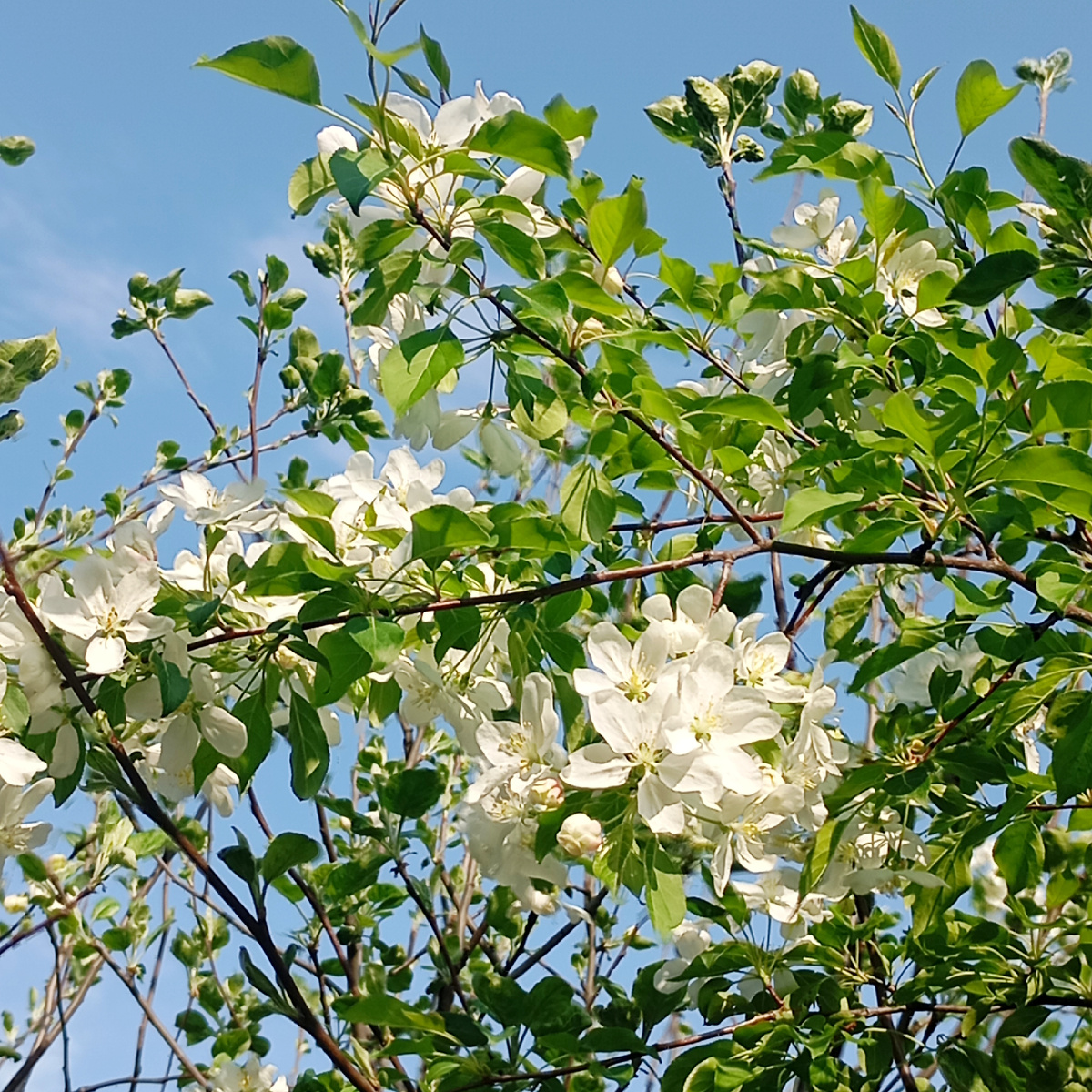Яблони зацвели