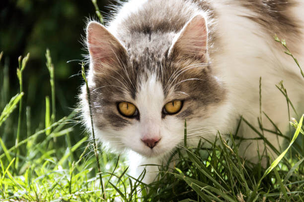 😼 33 самых интересных факта о кошках, которые удивят даже опытных владельцев