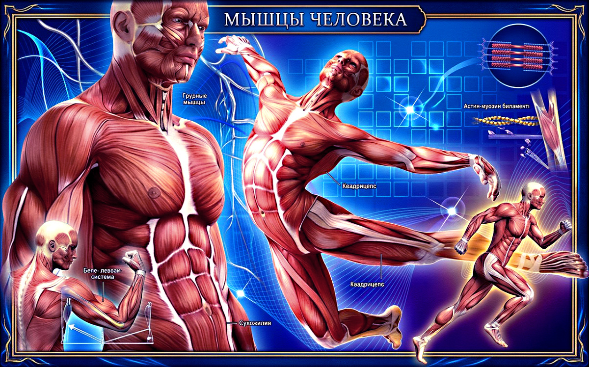 Интересные факты о наших мышцах