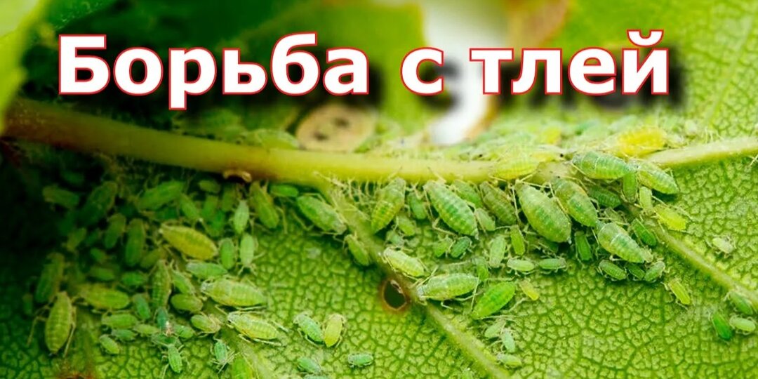 Борьба с тлей на плодовых деревьях: как остановить нашествие в мае без химии