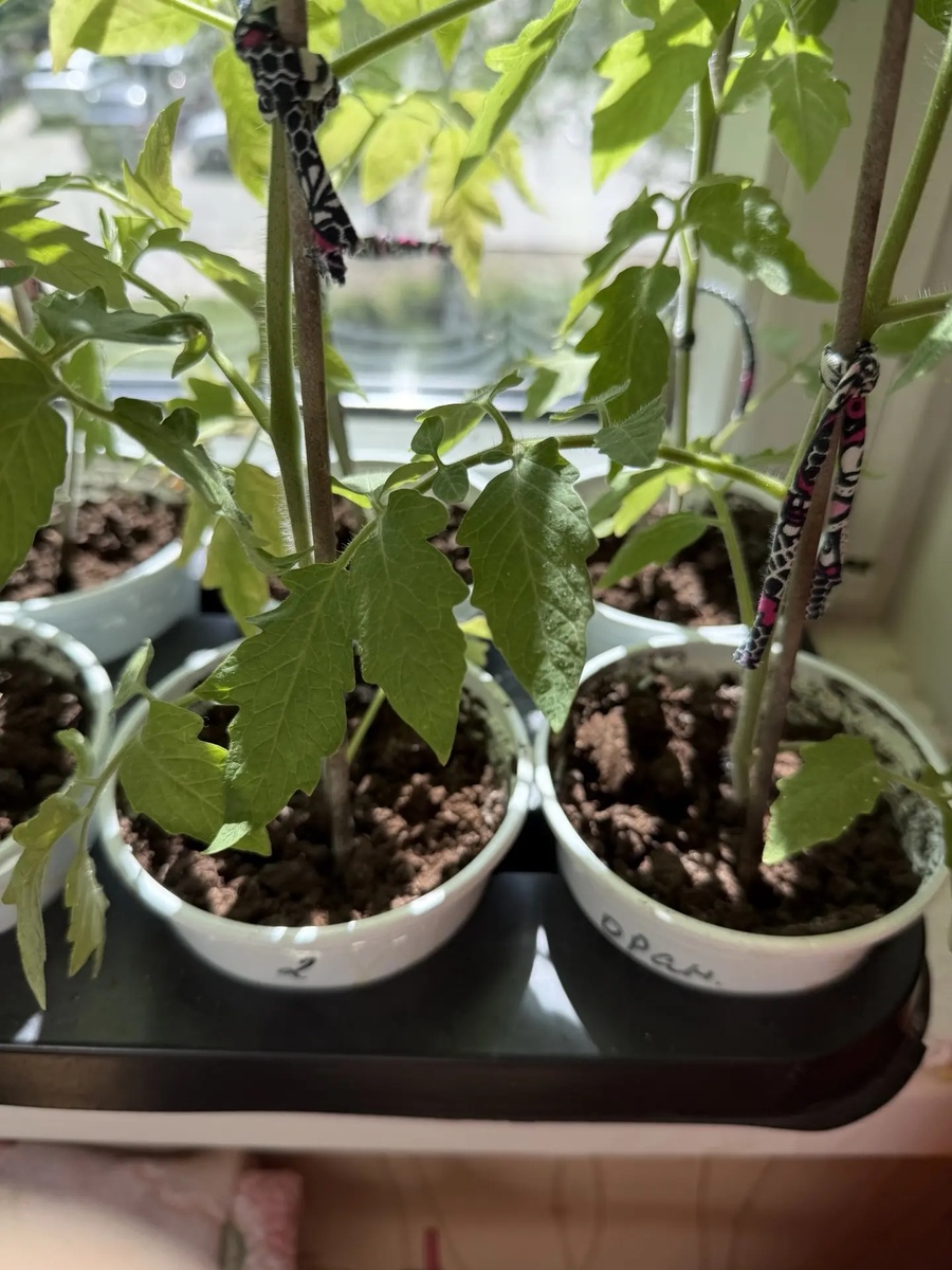 🍅
