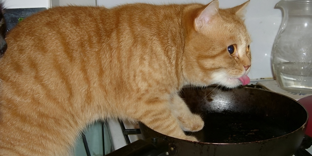Мемы с котиками для отличного настроения: 15 смешных фото про кошачье любопытство и инспекцию нового