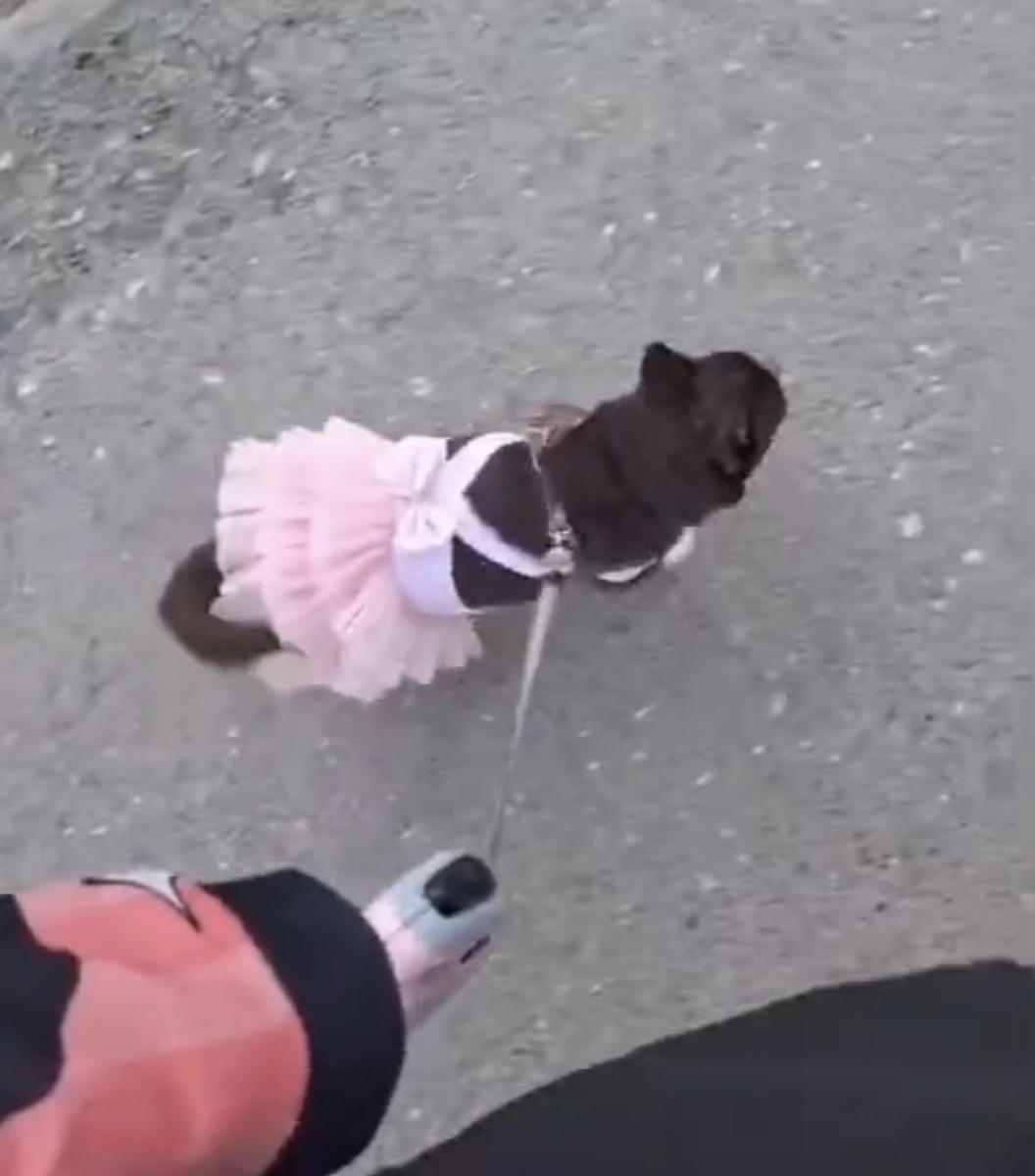 Я принцесса 👸🐶