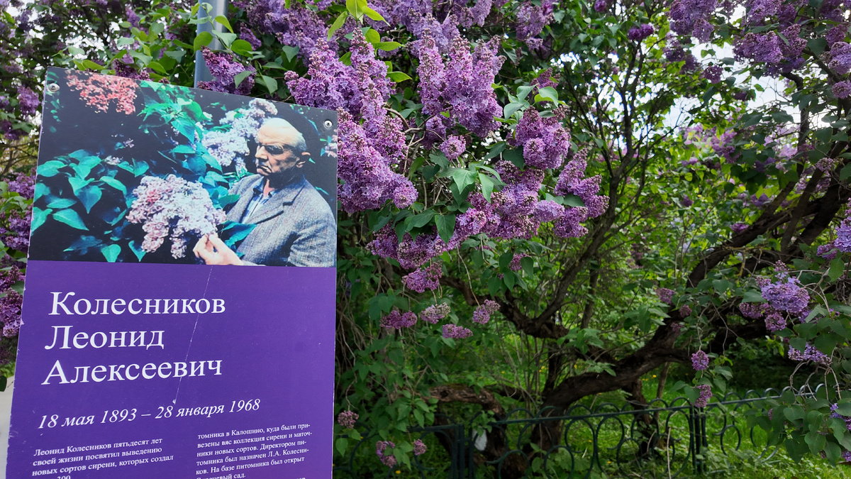 Леониид Алексееевич Колеесников (18 мая 1893, Москва — 28 января 1968, Москва) - селекционер-самоучка, создатель нескольких сотен сортов сирени.