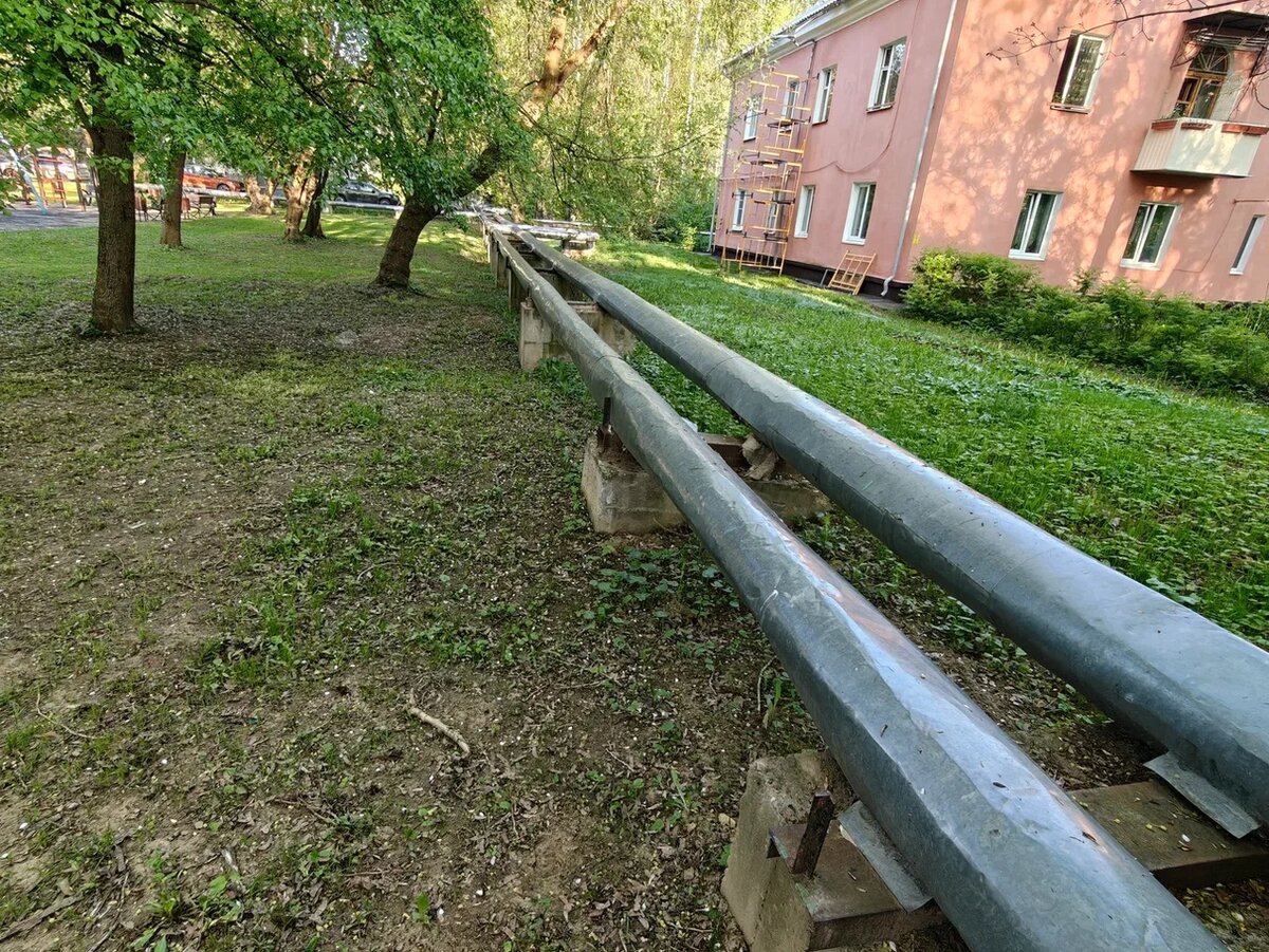 На это фото хорошо видно разницу между скошенным и нескошенным участками. Фото автора