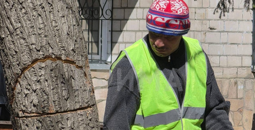 Красноярцы жалуются на варварскую вырубку деревьев в районе БКЗ