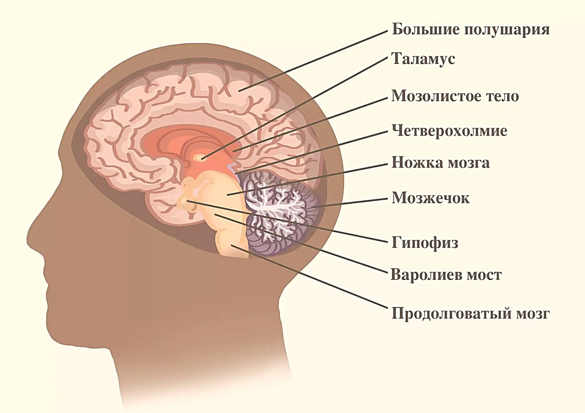 Мозг это сложная система.