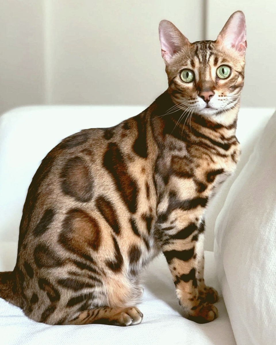 Бенгальская кошка