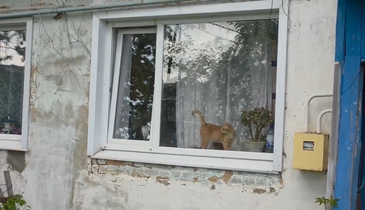 Ждут хозяйку, которая больше никогда не вернется.