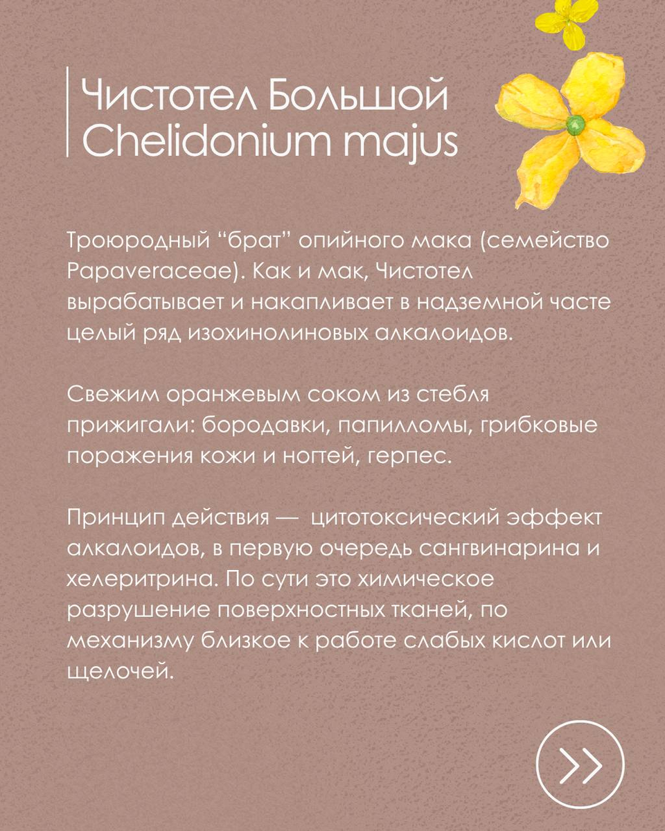 Что можно сделать с чистотелом