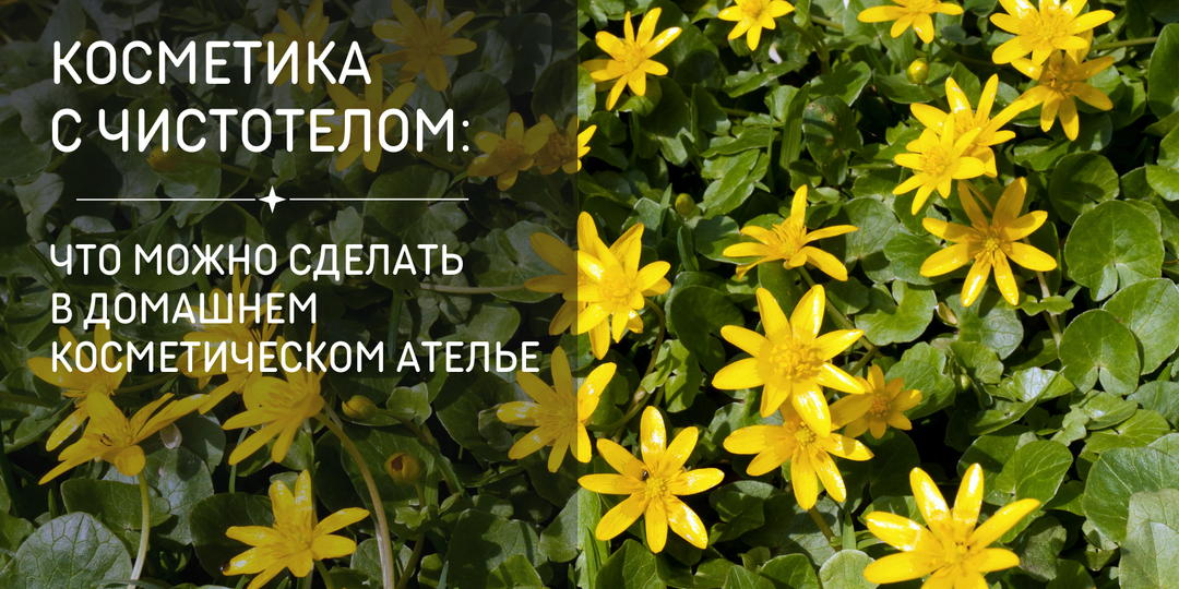Косметика из чистотела: что можно сделать с чистотелом в домашнем ателье