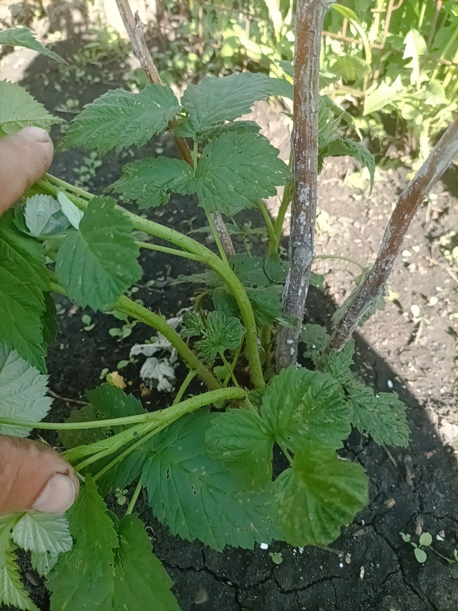 5 молодых побегов. 4 сильных и 1 маленький.