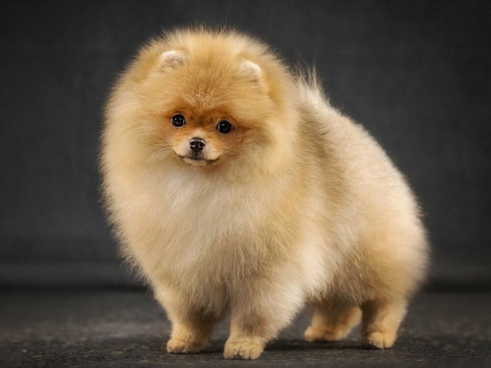 https://en.spitz.su/pomeranian-spitz/ledi-pom-charm-believe-in-the-best-9443