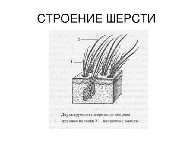 https://multiurok.ru/files/konspiekt-otkrytogho-uroka-po-okruzhaiushchiemu-3.html