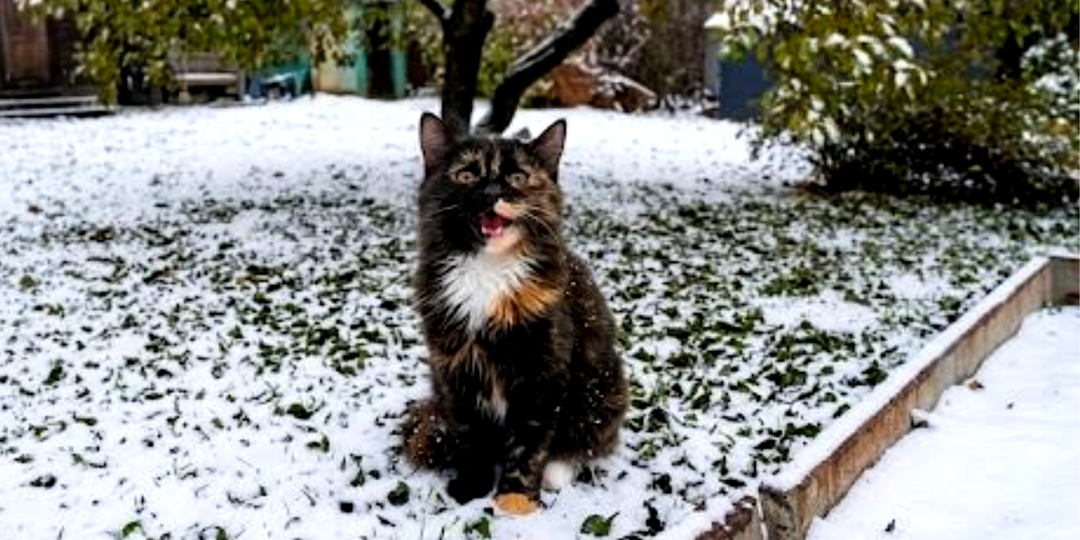 Кошка тосковала по своим исчезнувшим котятам: ветеринар решил проблему идеально