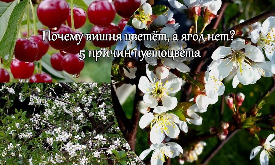 Почему вишня цветёт, а ягод нет? 5 причин пустоцвета