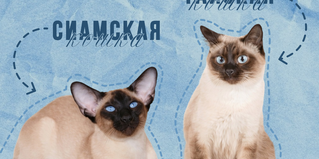 Сиамская или тайская: почему этих кошек путают?