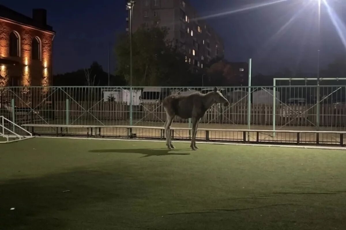    Лось, застрявший в центре Омска, нашёл дорогу домой