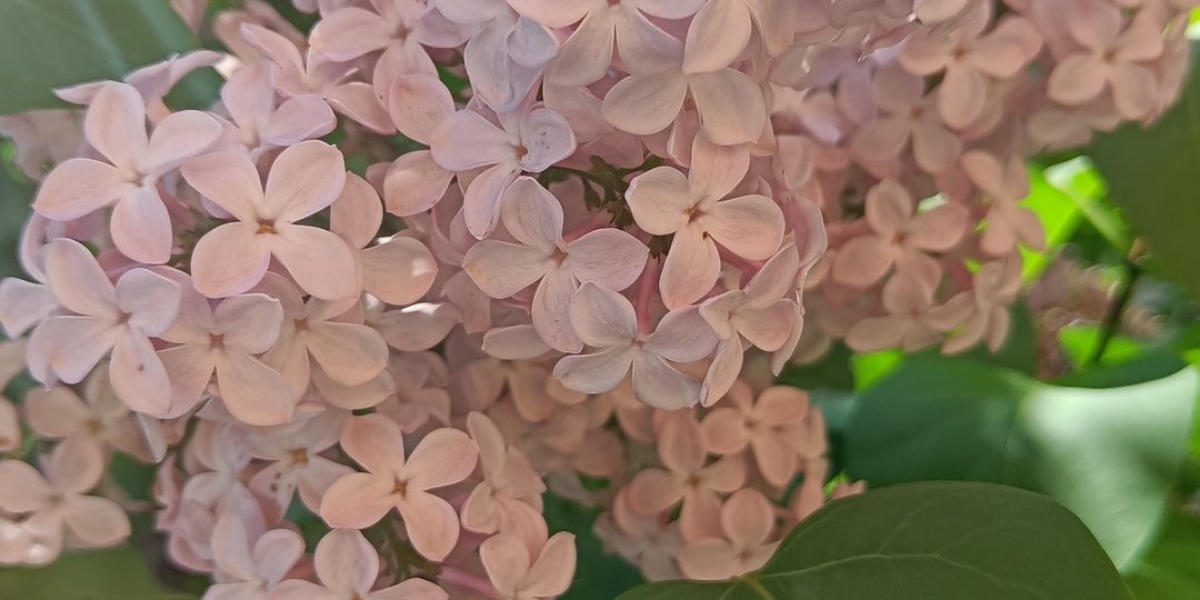 Утренняя сиреневая прогулка.
