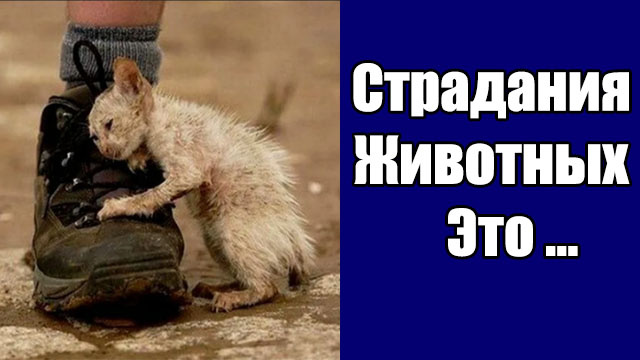 https://rutube.ru/video/fc4910db0f605cfc342d79e7f7fca404/?playlist=1568195