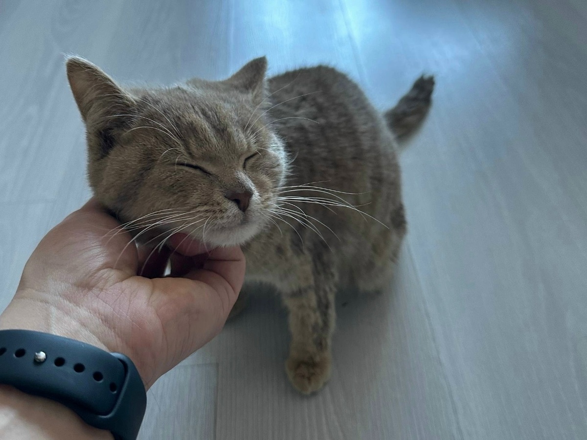 Котику повезло. На его пути встретился добрый человек, который не смог паройти мимо