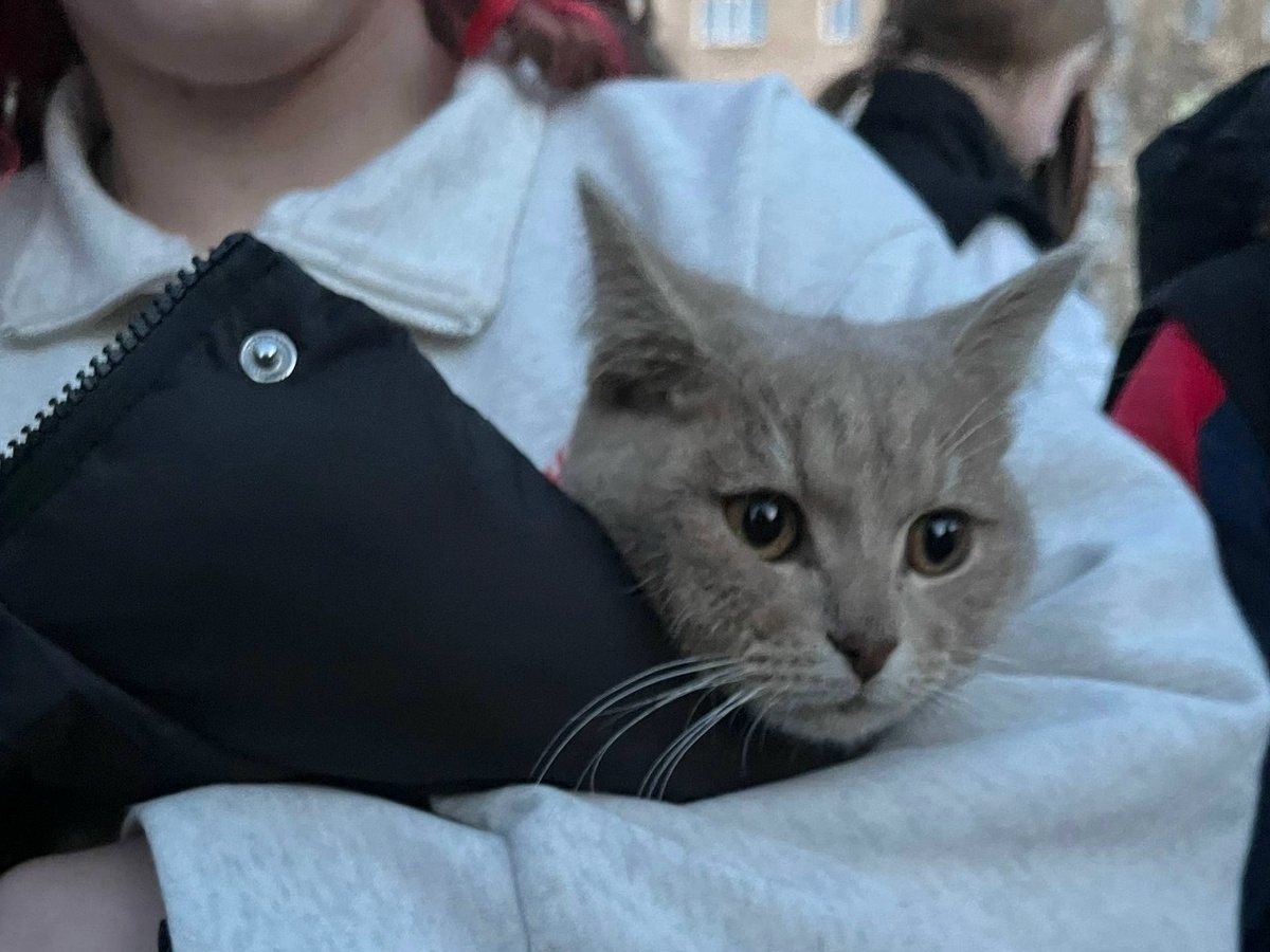Добрые руки принесли кота домой