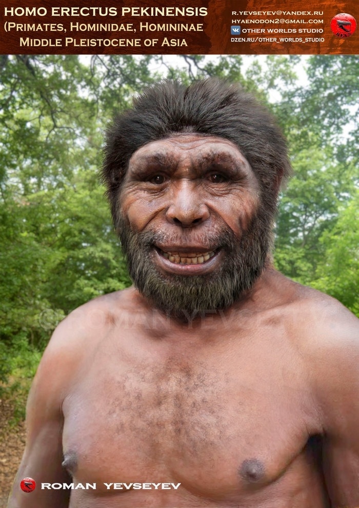 Реконструкция внешности Homo erectus из Чжоукоудяня, выполненная Романом Евсеевым.