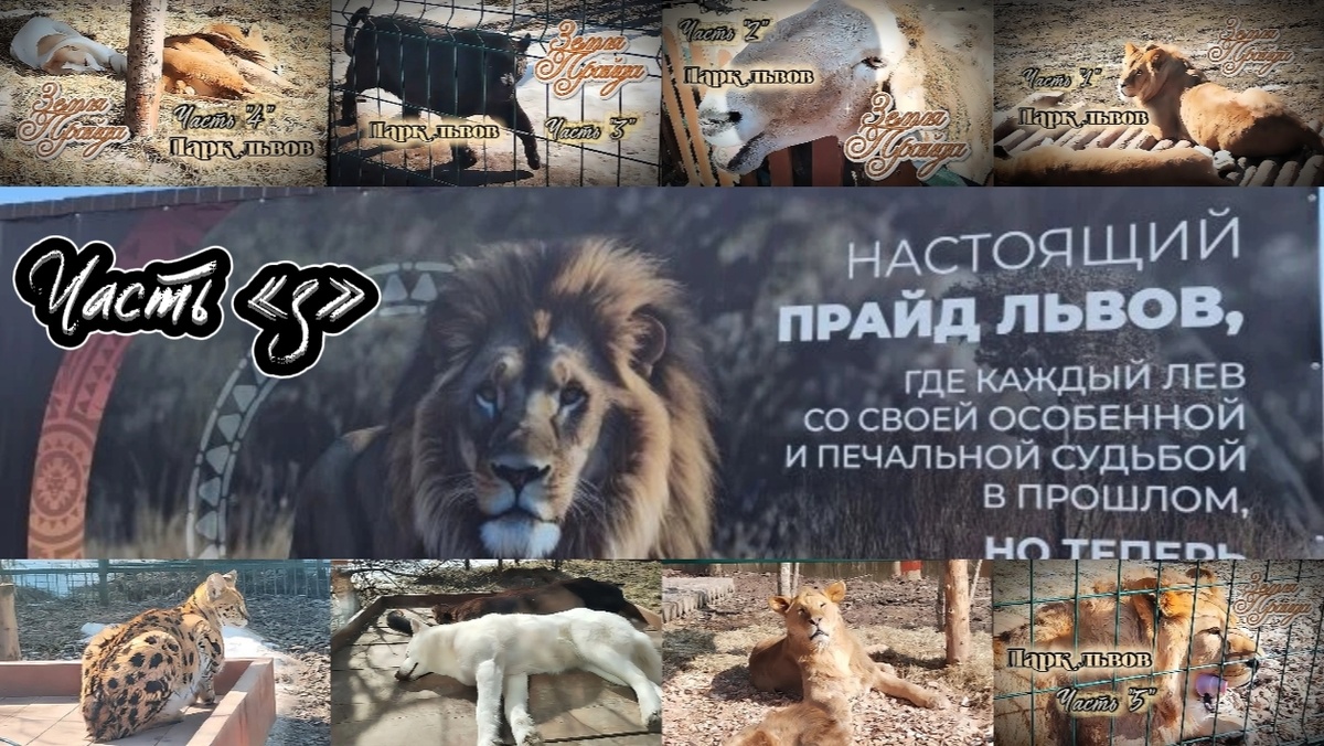 Коллаж обложек публикаций.
