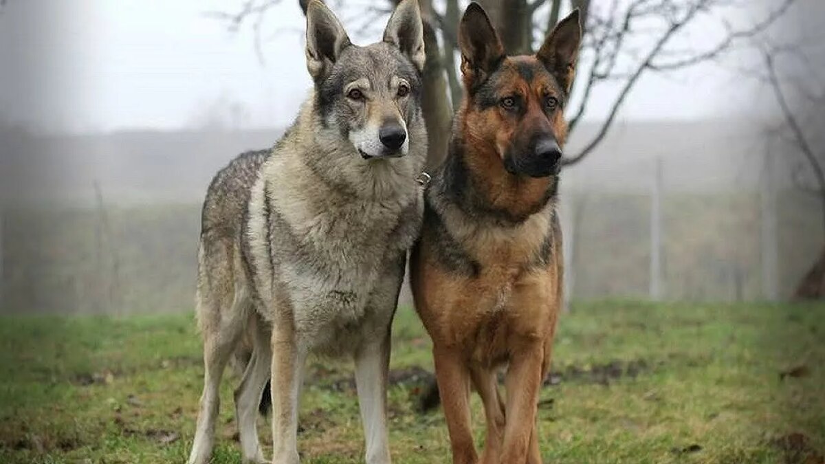 https://www.youtube.com/watch?v=QIS-NhNSKiA