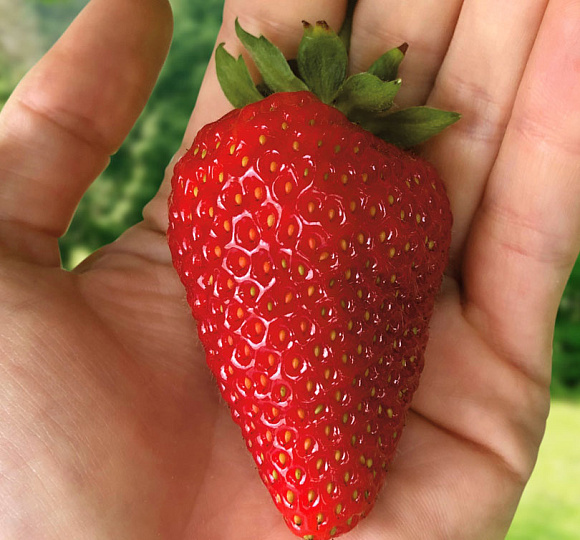 🍓 «Крупная и сладкая клубника: секреты подкормки и ухода от садовода с 30‑летним стажем» 🍓