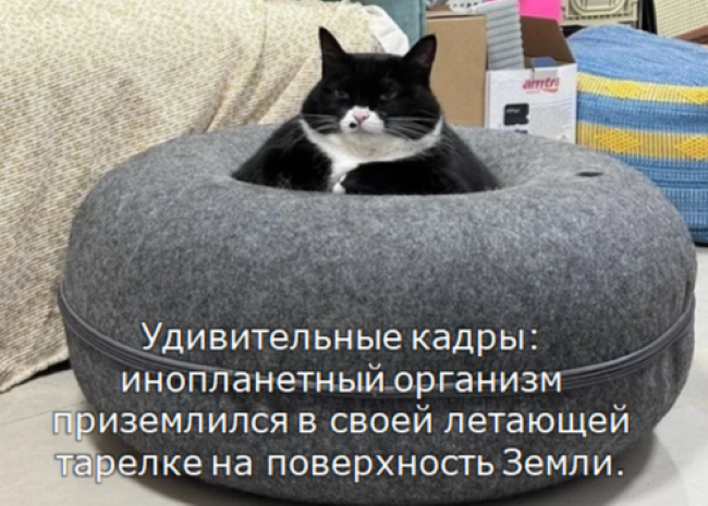 Забавные советы и шутки от кошаков и котеечек, а также анекдоты для хорошего настроения.