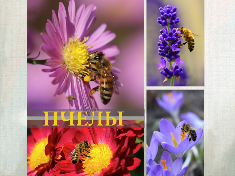 Пчелы